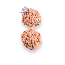 Load image into Gallery viewer, 17 Mukhi Gaurishankar Rudraksha from Indonesia - Bead No. 267