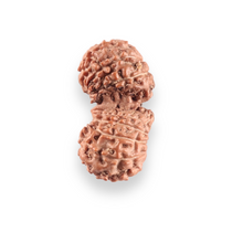 Load image into Gallery viewer, 17 Mukhi Gaurishankar Rudraksha from Indonesia - Bead No. 267