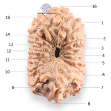 Load image into Gallery viewer, 16 Mukhi Rudraksha from Indonesia - Bead No. 330