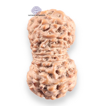 Load image into Gallery viewer, 16 Mukhi Rudraksha from Indonesia - Bead No. 330