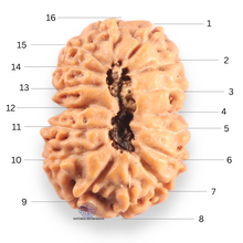 Load image into Gallery viewer, 16 Mukhi Rudraksha from Indonesia - Bead No. 332