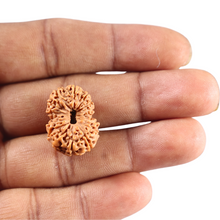 Load image into Gallery viewer, 16 Mukhi Rudraksha from Indonesia - Bead No. 332