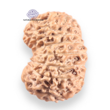 Load image into Gallery viewer, 16 Mukhi Rudraksha from Indonesia - Bead No. 339
