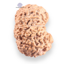 Load image into Gallery viewer, 16 Mukhi Rudraksha from Indonesia - Bead No. 339