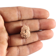 Load image into Gallery viewer, 16 Mukhi Rudraksha from Indonesia - Bead No. 339