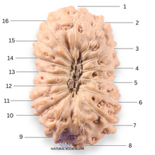 Load image into Gallery viewer, 16 Mukhi Rudraksha from Indonesia - Bead No 340