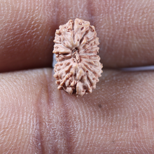 Load image into Gallery viewer, 16 Mukhi Rudraksha from Indonesia - Bead No 340