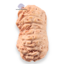 Load image into Gallery viewer, 16 Mukhi Rudraksha from Indonesia - Bead No 340