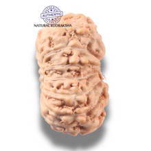 Load image into Gallery viewer, 16 Mukhi Rudraksha from Indonesia - Bead No 340