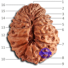 Load image into Gallery viewer, 16 Mukhi Rudraksha from Indonesia - Bead No. 276
