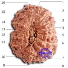 Load image into Gallery viewer, 16 Mukhi Rudraksha from Indonesia - Bead No. 279