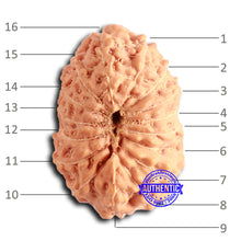 Load image into Gallery viewer, 16 Mukhi Rudraksha from Indonesia - Bead No. 282