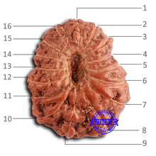 Load image into Gallery viewer, 16 Mukhi Rudraksha from Indonesia - Bead No 286