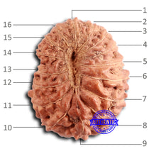 Load image into Gallery viewer, 16 Mukhi Rudraksha from Indonesia - Bead No 288