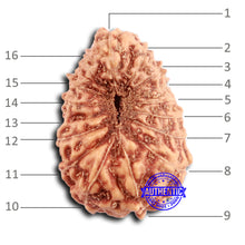 Load image into Gallery viewer, 16 Mukhi Rudraksha from Indonesia - Bead No. 289