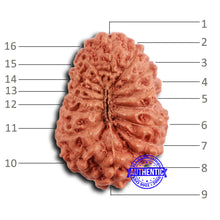 Load image into Gallery viewer, 16 Mukhi Rudraksha from Indonesia - Bead No 292