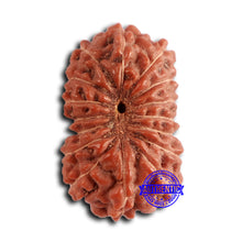 Load image into Gallery viewer, 16 Mukhi Rudraksha from Indonesia - Bead No. 284