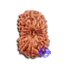 Load image into Gallery viewer, 16 Mukhi Rudraksha from Indonesia - Bead No. 291