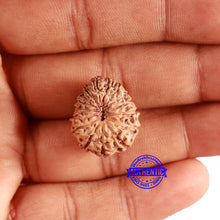 Load image into Gallery viewer, 16 Mukhi Rudraksha from Indonesia - Bead No. 276