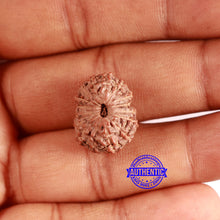 Load image into Gallery viewer, 16 Mukhi Rudraksha from Indonesia - Bead No. 279