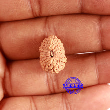 Load image into Gallery viewer, 16 Mukhi Rudraksha from Indonesia - Bead No. 282