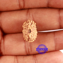 Load image into Gallery viewer, 16 Mukhi Rudraksha from Indonesia - Bead No. 283