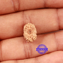 Load image into Gallery viewer, 16 Mukhi Rudraksha from Indonesia - Bead No 290
