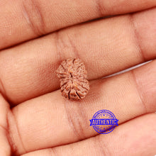 Load image into Gallery viewer, 16 Mukhi Rudraksha from Indonesia - Bead No 293