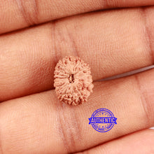 Load image into Gallery viewer, 16 Mukhi Rudraksha from Indonesia - Bead No 295