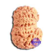 Load image into Gallery viewer, 16 Mukhi Rudraksha from Indonesia - Bead No. 282