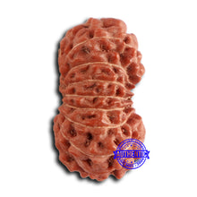 Load image into Gallery viewer, 16 Mukhi Rudraksha from Indonesia - Bead No. 284