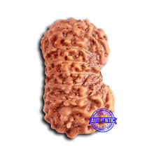 Load image into Gallery viewer, 16 Mukhi Rudraksha from Indonesia - Bead No. 285