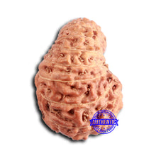 Load image into Gallery viewer, 16 Mukhi Rudraksha from Indonesia - Bead No 288