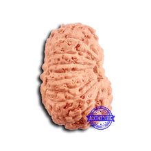 Load image into Gallery viewer, 16 Mukhi Rudraksha from Indonesia - Bead No 295