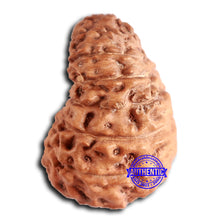 Load image into Gallery viewer, 16 Mukhi Rudraksha from Indonesia - Bead No. 276