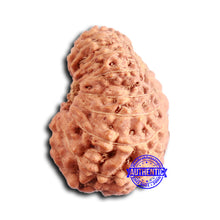 Load image into Gallery viewer, 16 Mukhi Rudraksha from Indonesia - Bead No 288