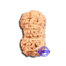 Load image into Gallery viewer, 16 Mukhi Rudraksha from Indonesia - Bead No 290