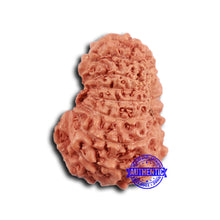 Load image into Gallery viewer, 16 Mukhi Rudraksha from Indonesia - Bead No 292