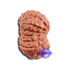 Load image into Gallery viewer, 16 Mukhi Rudraksha from Indonesia - Bead No 293