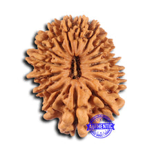 Load image into Gallery viewer, 16 Mukhi Rudraksha from Nepal - Bead No. 105
