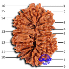 Load image into Gallery viewer, 16 Mukhi Rudraksha from Nepal - Bead No. 106