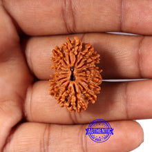 Load image into Gallery viewer, 16 Mukhi Rudraksha from Nepal - Bead No. 106