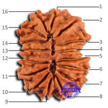 Load image into Gallery viewer, 16 Mukhi Rudraksha from Nepal - Bead No. 108