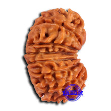 Load image into Gallery viewer, 16 Mukhi Rudraksha from Nepal - Bead No. 108