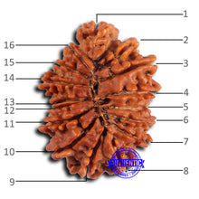 Load image into Gallery viewer, 16 Mukhi Rudraksha from Nepal - Bead No. 109