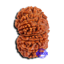 Load image into Gallery viewer, 16 Mukhi Rudraksha from Nepal - Bead No. 109