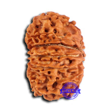 Load image into Gallery viewer, 16 Mukhi Rudraksha from Nepal - Bead No. 110