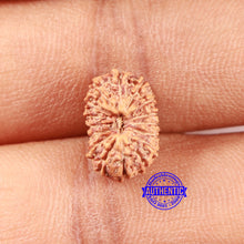 Load image into Gallery viewer, 16 Mukhi Rudraksha from Indonesia - Bead No. 297