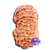 Load image into Gallery viewer, 16 Mukhi Rudraksha from Indonesia - Bead No. 297