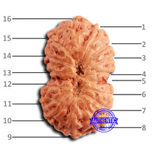 Load image into Gallery viewer, 16 Mukhi Rudraksha from Indonesia - Bead No 299